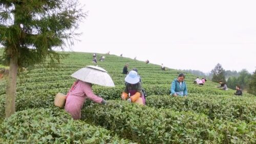pick up the tea in the tea garden