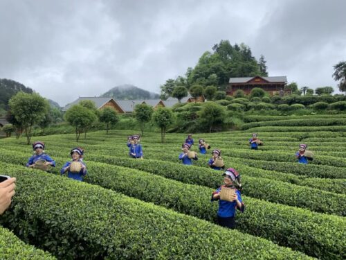 Chinese minority tea garden area