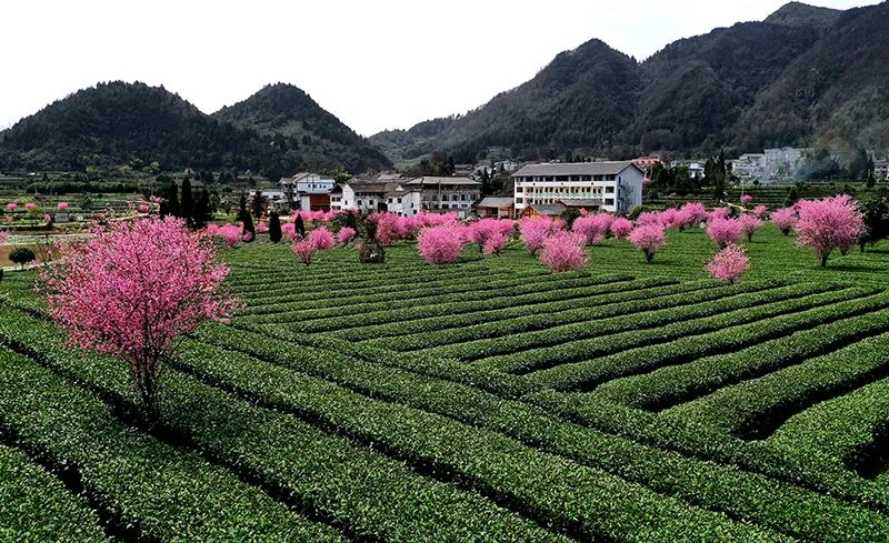 flowers in the tea garden in southwest of China