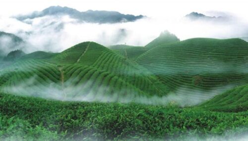 high altitude tea garden in southwest of China fenggang county guizhou Provence